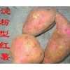 石家庄地区大量求购淀粉型红薯