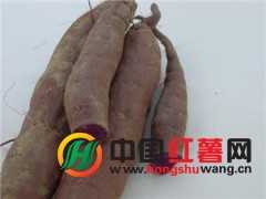 供应北京紫罗兰紫薯