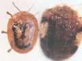 红薯蜡龟甲指名亚种