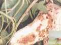 红薯蚁象甲