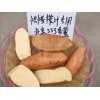供应北京553烤食型红薯