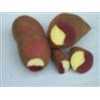138红薯、紫薯、白薯、各种种苗