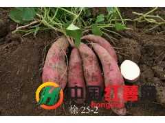 高淀粉高产红薯苗
