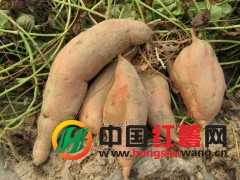 地瓜网138红薯秧苗薯种