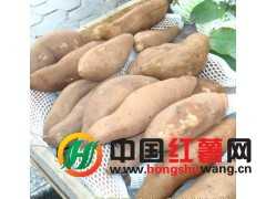 大量出售龙薯9号 平安1号红薯种薯种苗15333211342