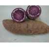 高产抗旱无病菌脱毒紫红薯苗红薯种苗紫薯苗紫薯种苗保成活率