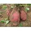 大量供应高淀粉红薯种，红薯苗预订中！！！