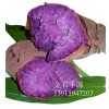 美国紫薯苗 越南紫罗兰紫薯苗 紫薯种苗 紫红薯种种薯