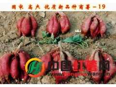 河南汝南出售红薯苗、种薯品种有脱毒商薯19，徐薯27，紫薯王等。