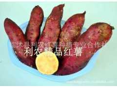 常年供应各种新鲜红薯。
