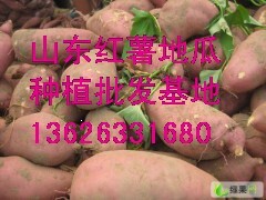 13626331680山东红薯供应品种多货源充足
