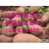 13626331680山东红薯供应品种多货源充足
