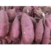 山东红薯价格红薯供应产地红薯批发基地