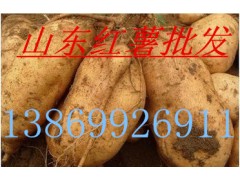 山东红薯 西瓜 苹果 油桃13884878826
