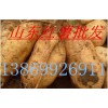 山东红薯 西瓜 苹果 油桃13884878826