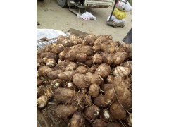 山东红薯毛芋头大量供应13626331680图1