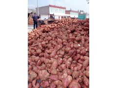 出售红薯，大量批发，自产图1